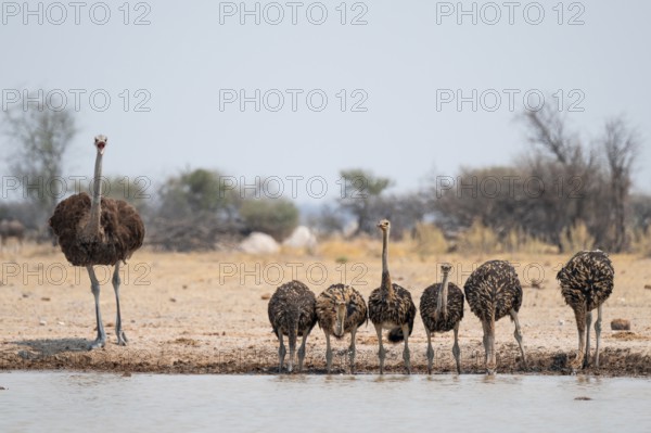 African ostrich (Struthio camelus), funny animal family, mother and six juvenile young animals,