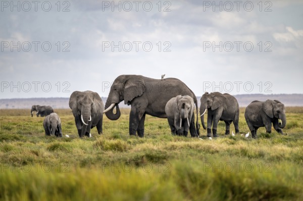 African elephant (Loxodonta africana), herd of young animals in Amboseli National Park, Rift Valley