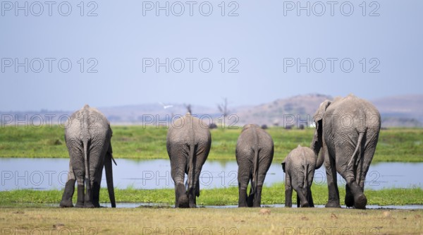 Funny, herd standing in line at water and drinking, African elephant (Loxodonta africana), Amboseli