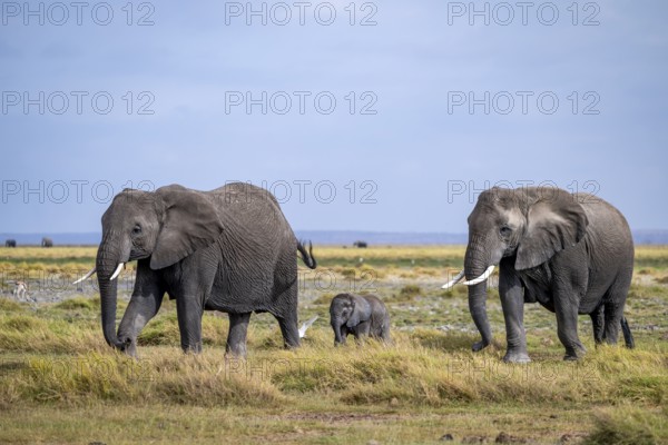 African elephant (Loxodonta africana) with baby, young and dam, Amboseli National Park, Rift Valley