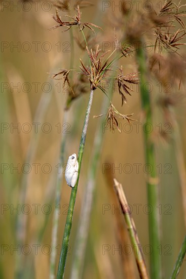 Marble redfrog (Hyperolius marmoratus), white frog sitting on a papyrus, Xakanaxa Lagoon, Okavango