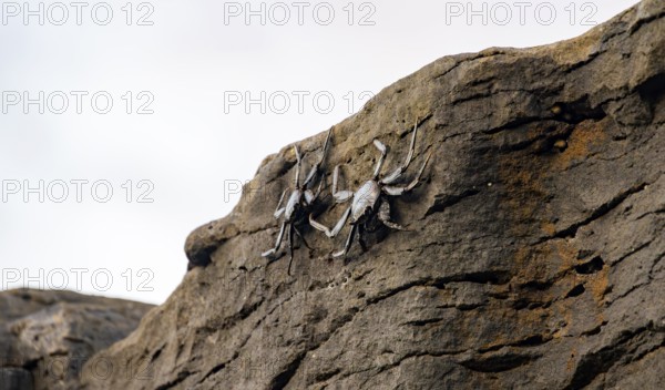 Red rock crabs (Grapsus adscensionis), black cubs on a volcanic rock, coast, La Santa, Lanzarote,