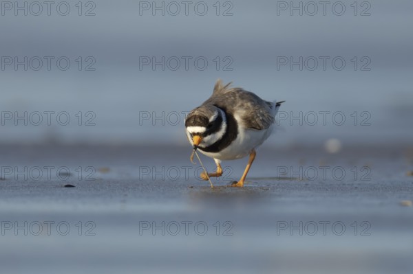 Ringed plover (Charadrius hiaticula) adult wader bird feeding on a worm on a beach, England, United