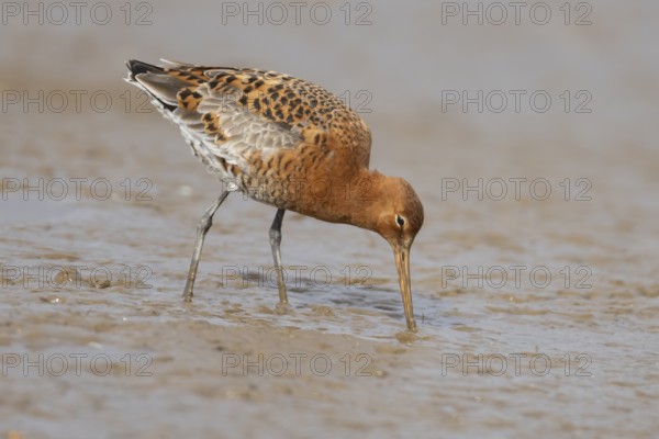 Black tailed godwit (Limosa limosa) adult male wader bird in summer plumage feeding on a mudflat,