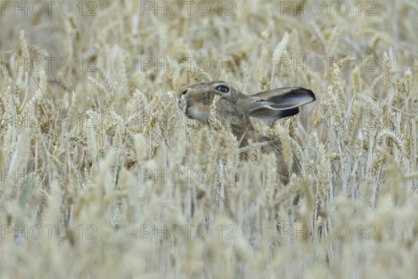 European brown hare (Lepus europaeus) adult animal eating a wheat plant sheath in a farmland field
