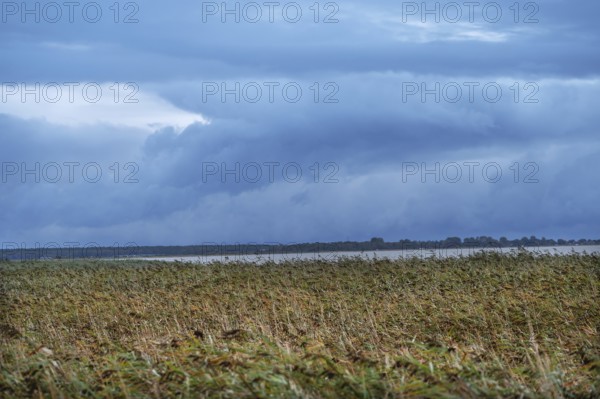 Reed, thatch (Phragmites australis) on the lagoon, dark rain clouds (Nimbostratus), Ahrenshoop,