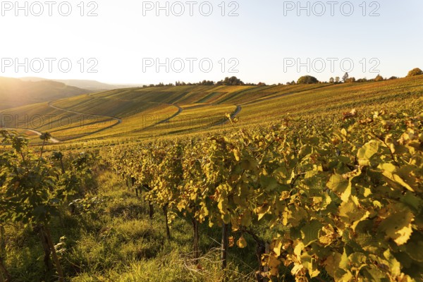 Golden evening sun shines over the colorful vines in the vineyards of Beutelsbach and Weinstadt