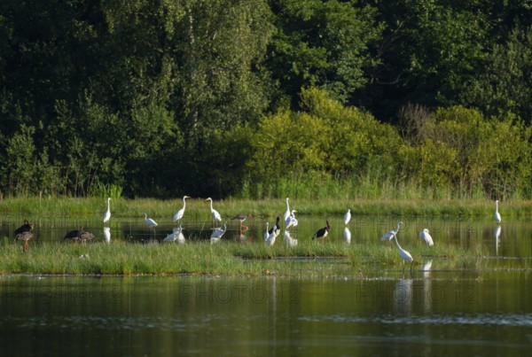 Black storks (Ciconia nigra) and great egret (Ardea alba) in the shallow water zone of a pond,