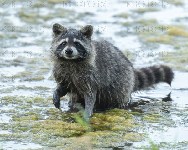 Raccoon (Procyon lotor), looking for food in the shallow water zone of a lake, Lower Saxony,