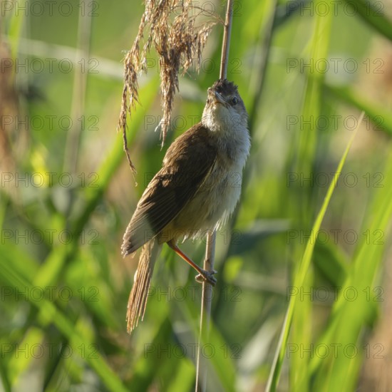 Thrush warbler (Acrocephalus arundinaceus) on a reed, reed (Phragmites australis), Lower Saxony,