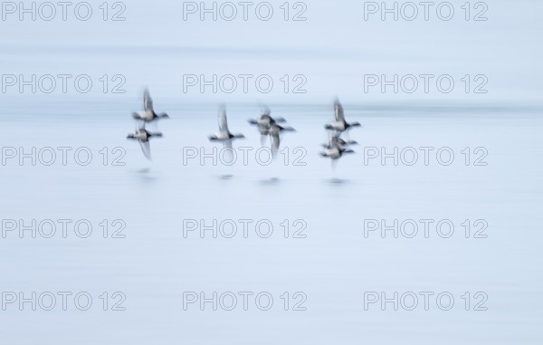 Heron duck (Aythya fuligula), heron flying over a lake, motion blur, long exposure, pull, mopping
