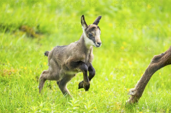 Chamois (Rupicapra rupicapra) youngster (fawn) running over a meadow, Austria