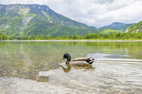Wild duck (Anas platyrhynchos) male swimming in a lake, Bavaria, Germany