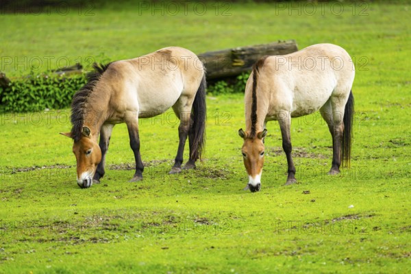 Przewalski's horse (Equus ferus przewalskii) standing on a meadow, Austria, Germany