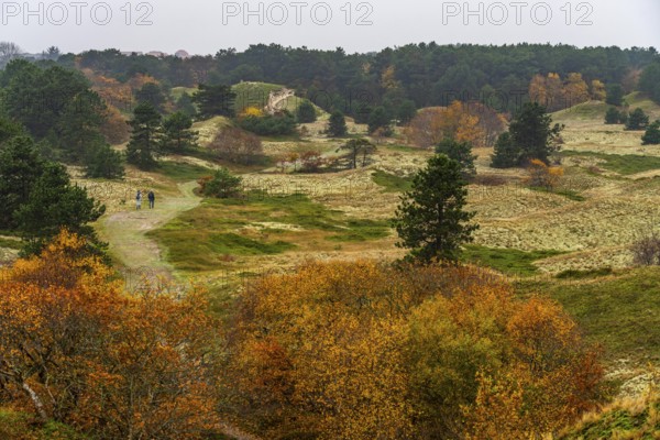 Dune sheep of Ostplate, in the east of the East Frisian island of Spiekeroog, autumn, brown dunes,