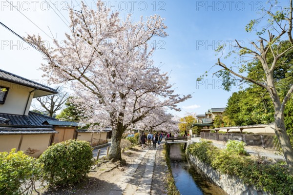 Footpath along a canal, cherry blossoms in spring, Philosopher's Path or Tetsugaku no michi, Kyoto,