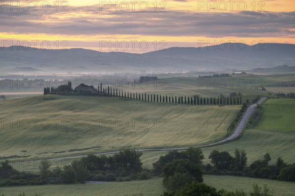 Poggio Covili estate with cypress alley (Cupressus) at sunrise, near San Quirico d'Orcia, Val