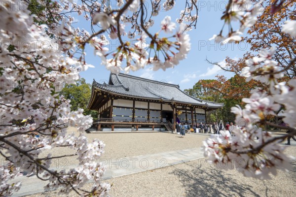 Blooming cherry trees, Kondo main hall of Ninna-ji Temple, Buddhist temple complex, Kyoto, Japan