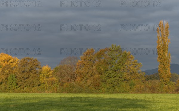 The serene landscape features golden poplars and green trees surrounded by fields. The mild autumn