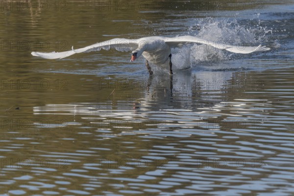 White swan floats away from the water surface and flaps its wings. Splashes create waves on water,