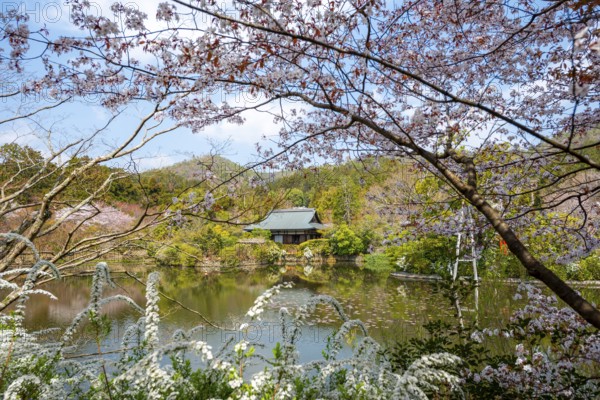Kyoyochi pond in the Japanese garden, blooming cherry trees, Ryoan-ji, Zen Buddhist temple complex,