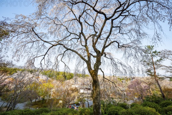 Blooming cherry trees Sogenchi Teien Japanese Garden, Tenryu-ji, Zen Buddhist temple complex,