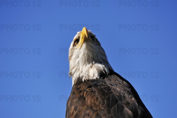 Bald eagle (Haliaeetus leucocephalus) against blue sky, public air show, Cologne, North