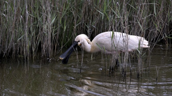 Spoonbill (Platalea leucorodia) looking for food in shallow water with drops of water in its open