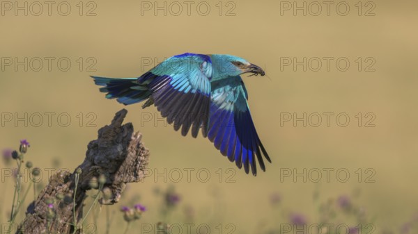 Blue racke (Coracias garrulus), starting from sitting room in a flower meadow with insect in its