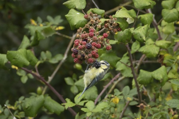 Blue tit (Cyanistes caeruleus) adult bird in a hedgerow feeding on blackberries in summer, England,