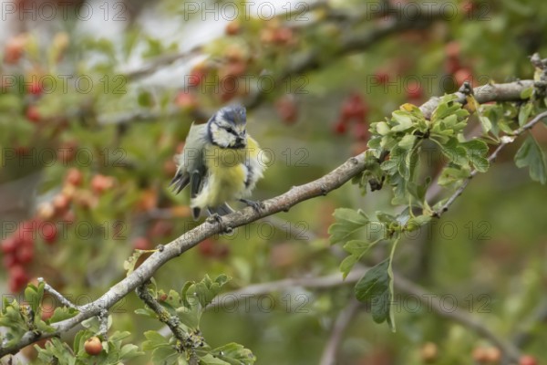 Blue tit (Cyanistes caeruleus) adult bird in a Hawthorn hedgerow with red berries in summer,