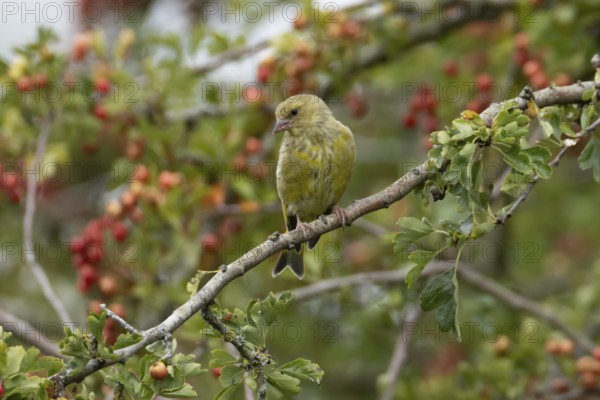 European greenfinch (Chloris chloris) adult bird in a Hawthorn hedgerow with red berries in summer,