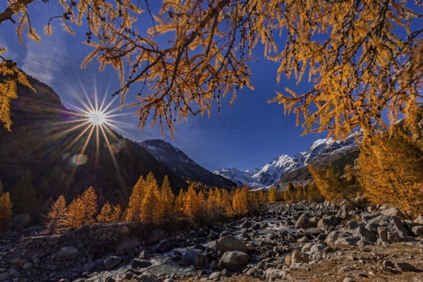 River, larch forest, autumn color, autumn, mountains, glaciers, morning light, Morteratsch Valley,