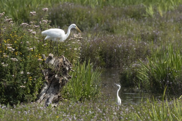 Great white egret (Ardea alba) adult bird on a tree stump amongst summer flowers looking down at a