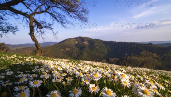 A sunlit meadow with daisies against a forest backdrop under a blue sky, Late summer country