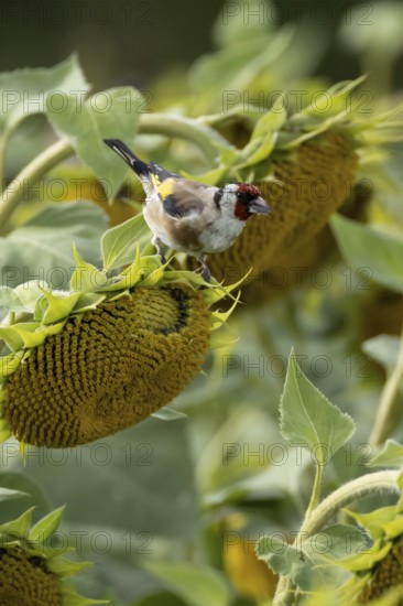 European goldfinch (Carduelis carduelis) adult bird feeding on a sunflower seed in a field of