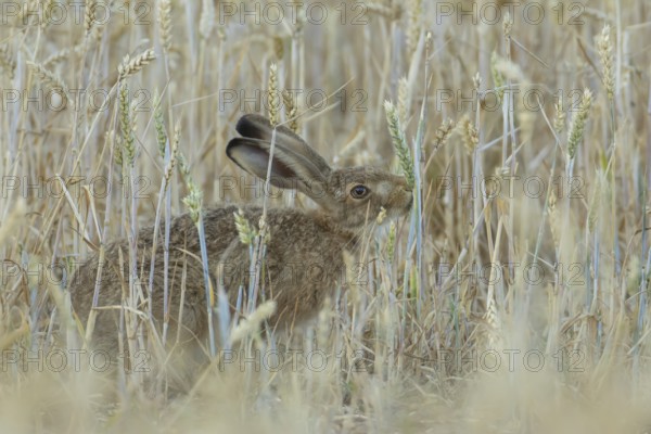 European brown hare (Lepus europaeus) adult animal feeding on a wheat sheath in a farmland field in