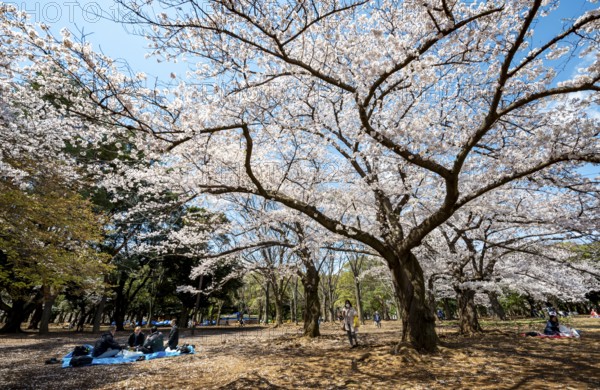 People picnicking under cherry blossoms in Yoyogi Park, Hanami Festival, Shibuya District, Tokyo,