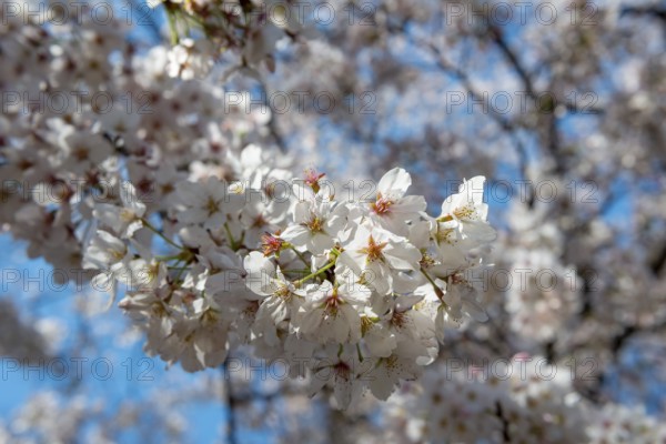 Cherry tree blossoms in spring, Yoyogi Park, Hanami Festival, Shibuya Ward, Shibuya District,