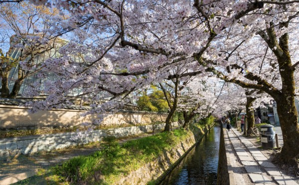 Footpath along a canal, cherry blossoms in spring, Philosopher's Path or Tetsugaku no michi, Kyoto,