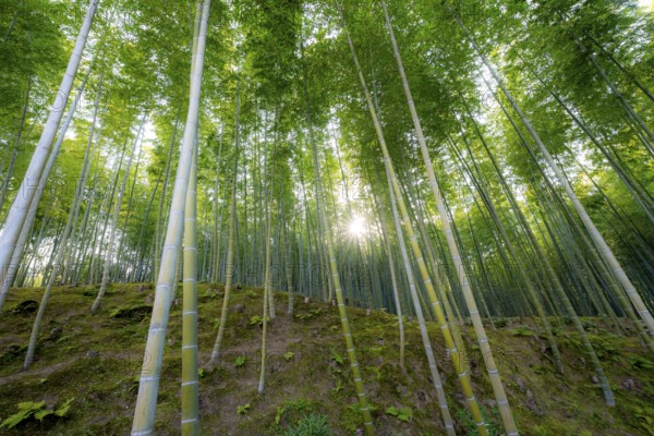 Towering bamboo stems in Arashiyama bamboo forest, with sun star, Kyoto, Japan