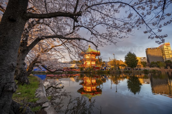 Shinobazunoike Bentendo temple reflected in lake at sunset, Shinobazu pond, lakeside cherry blossom