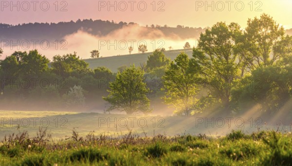 A misty field at sunrise with soft light illuminating trees and greenery, creating a serene