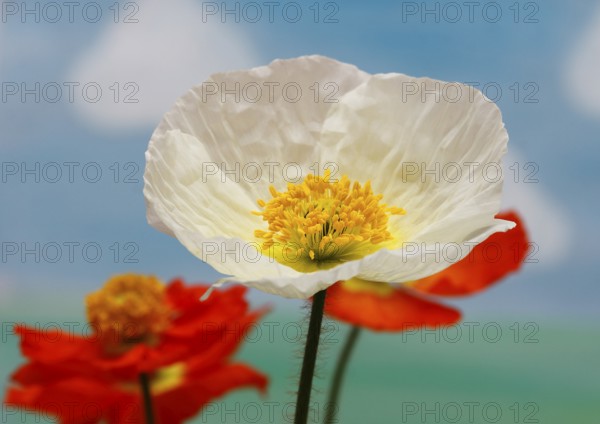 Icelandic poppy (Papaver nudicaule), flowers in the studio, painted background, North
