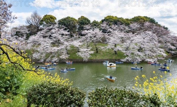 Chidorigafuchi Canal with rowing boats, blooming cherry trees on the shore, castle moat, Japanese