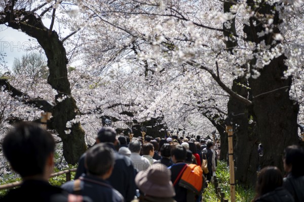 People walking under blooming cherry trees, Japanese cherry blossoms in spring, Hanami Festival,