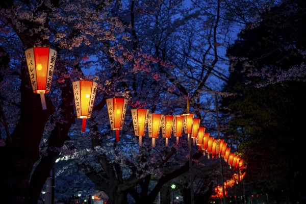 Blooming cherry trees and illuminated lanterns with Japanese lettering in the evening, blue hour,