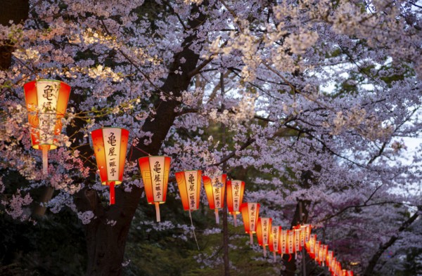 Blooming cherry trees and illuminated lanterns with Japanese writing in the evening, Hanami