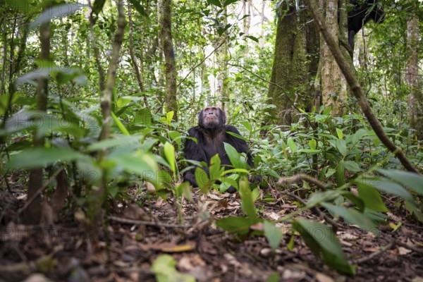 Chimpanzee (Pan Troglodytes), male looking up with hope, jungle in Kibale National Park, Uganda