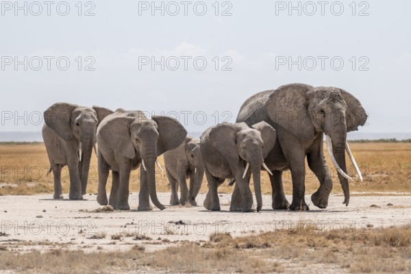 African elephants (Loxodonta africana), herd in dry savanna, Amboseli National Park, Rift Valley